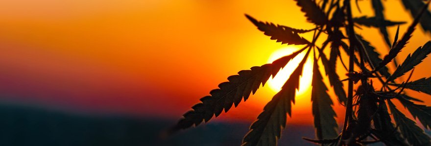 CBD